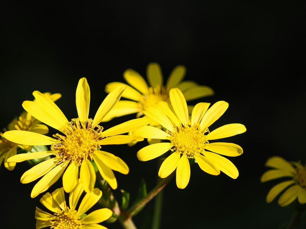 ツワブキの花