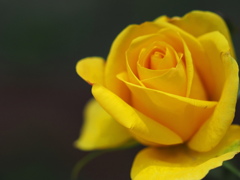 5月の黄薔薇～２