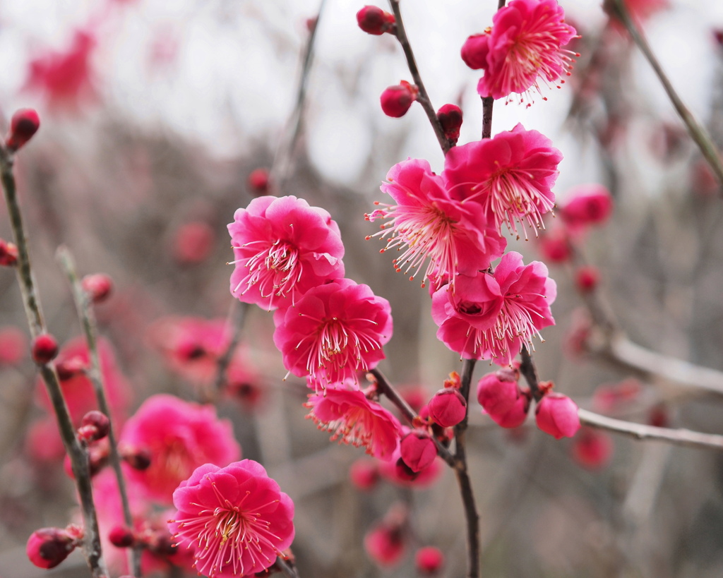 如月の花～２