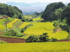 棚田の秋景色