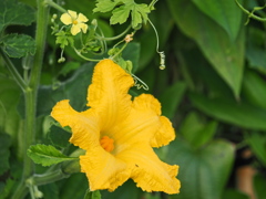 夏の朝の花～６