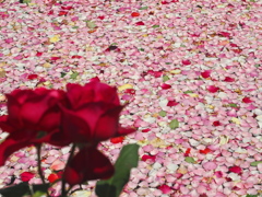 薔薇園の花筏～２