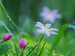 夏の朝の花～４
