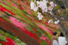 ツツジ園の桜