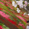 ツツジ園の桜