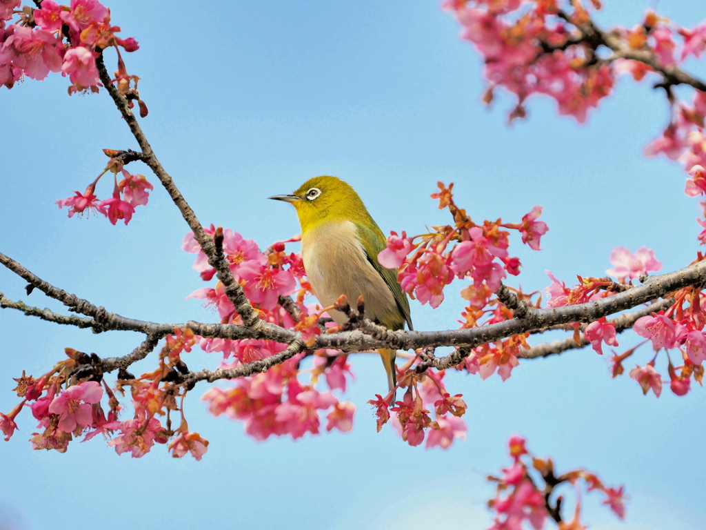緋寒桜の中で