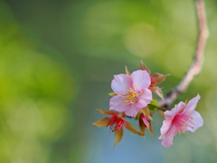 11月の河津桜