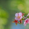 11月の河津桜