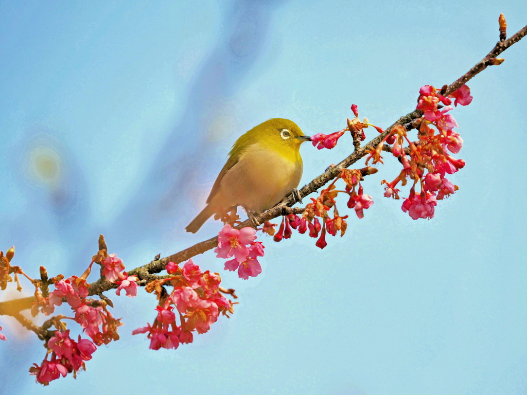 緋寒桜とメジロ君