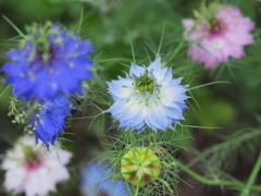 沸き立つ花～１