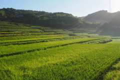 朝日の棚田～２