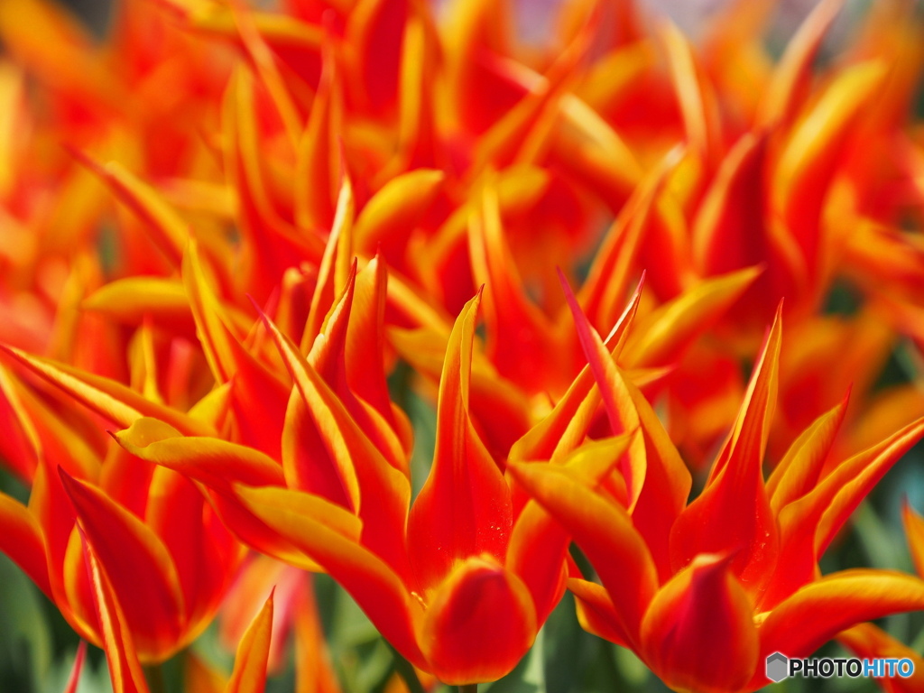 剣の花