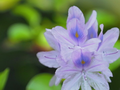 水草の花