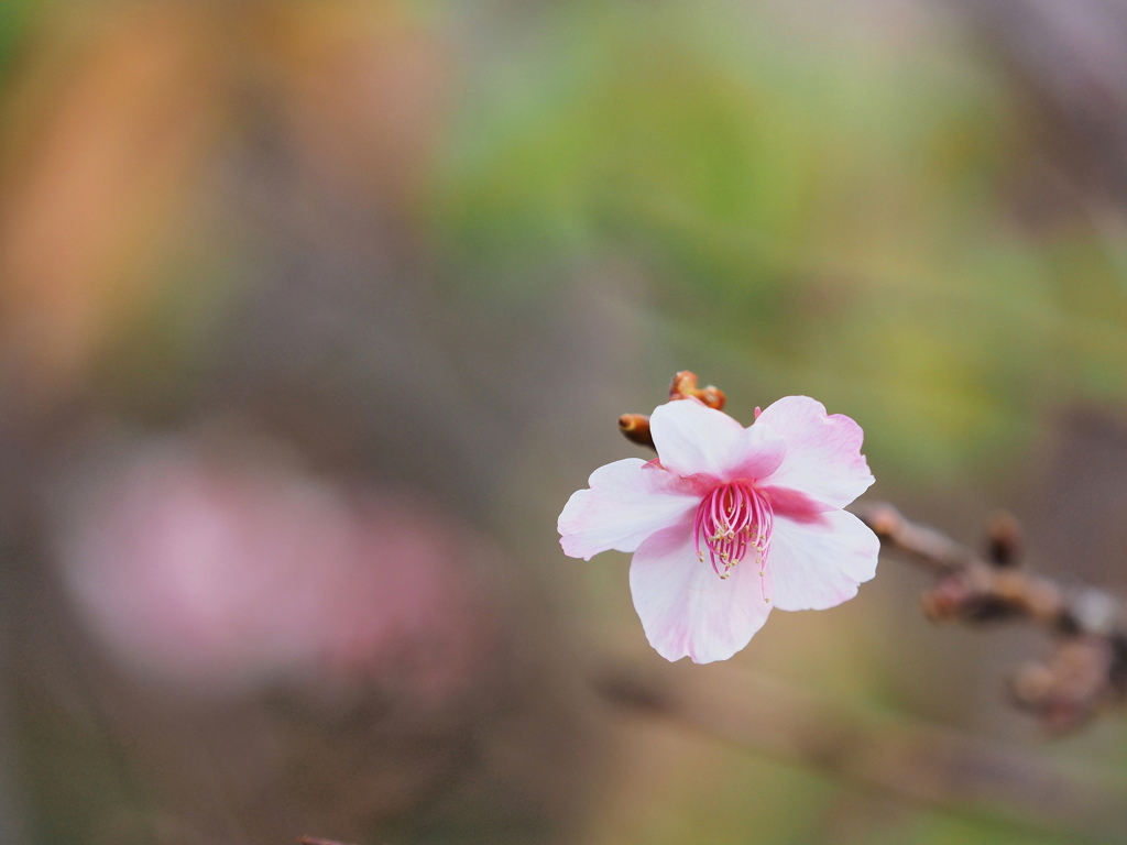寒風下の開花