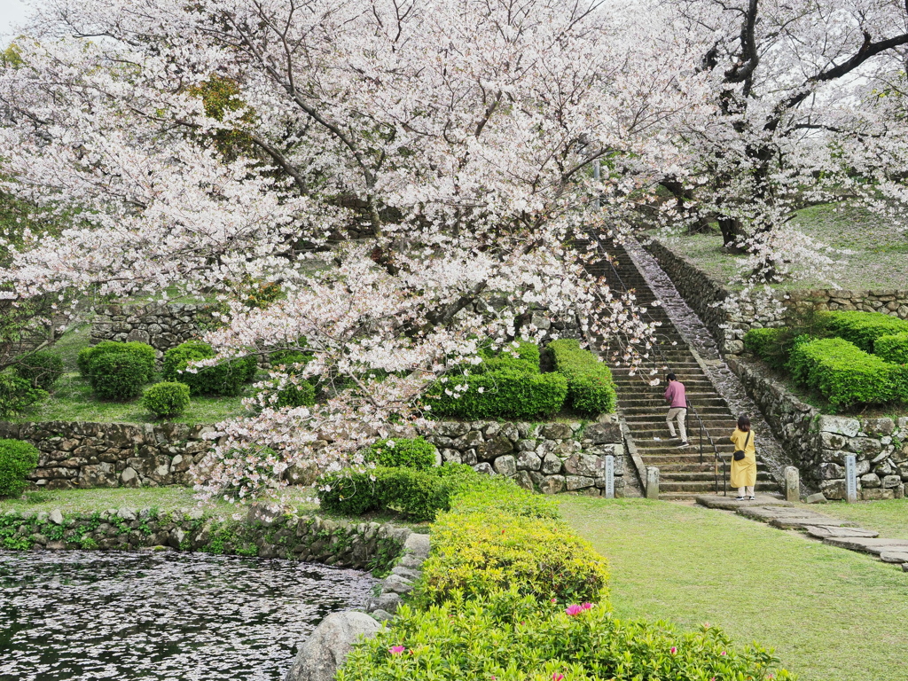 桜の庭園