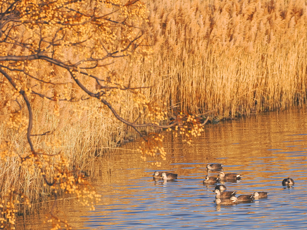 金茶色の川～１