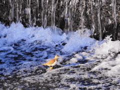 いそしぎの水遊び