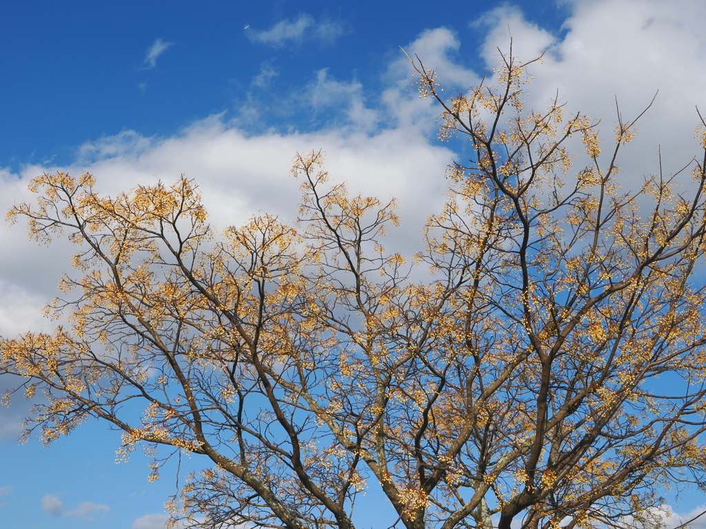 冬空とセンダンの実