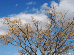 冬空とセンダンの実