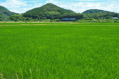 田園を走るシーサイドライナー