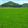田園を走るシーサイドライナー