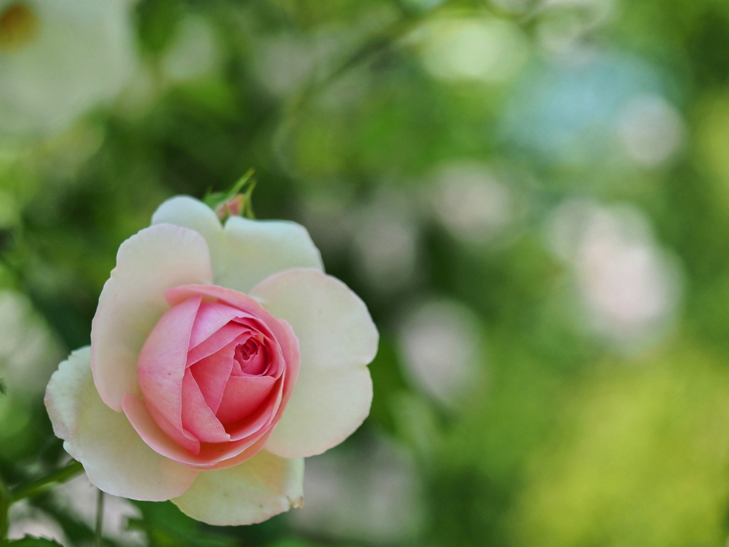 五月の薔薇～２