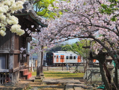古社の桜とローカル線