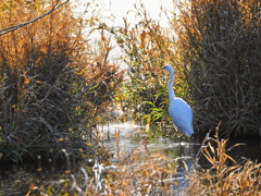 光射す川のサギ
