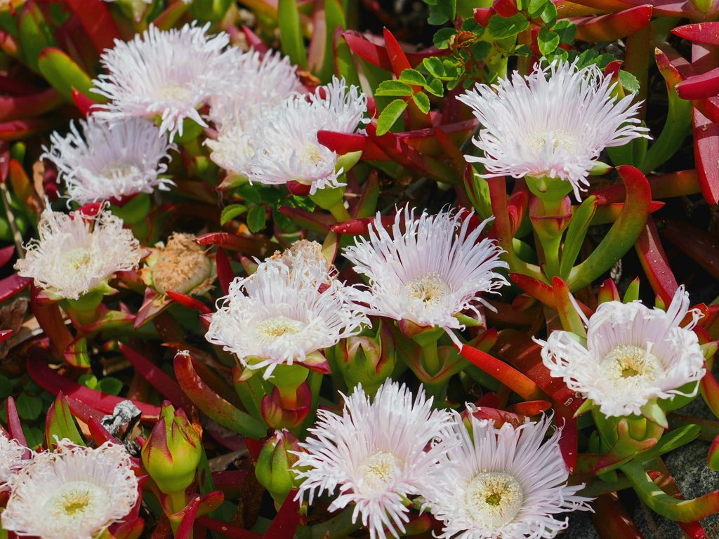 海辺の花