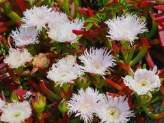 海辺の花