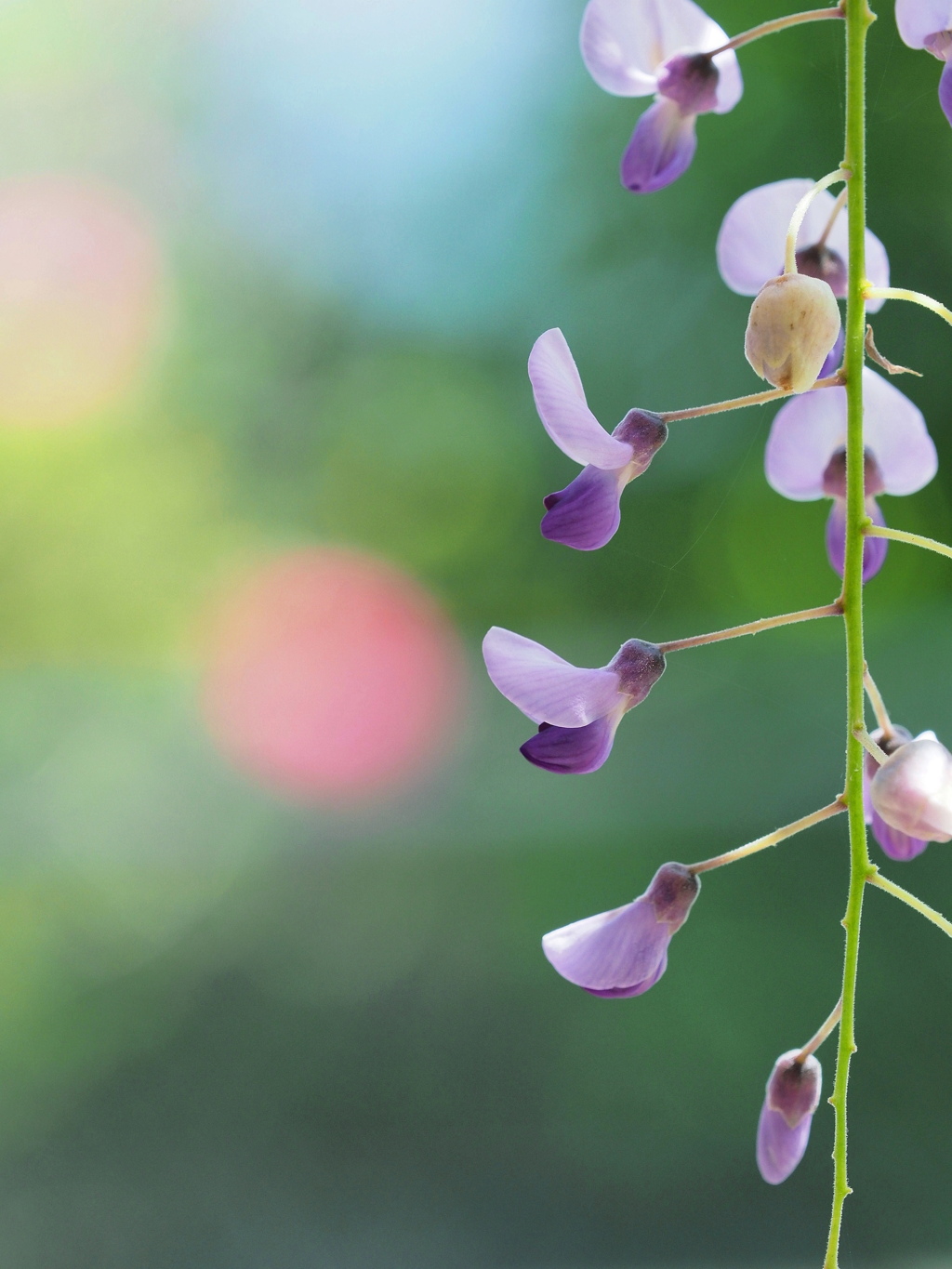 藤の花の旋律