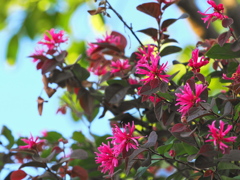 赤いマンサクの花
