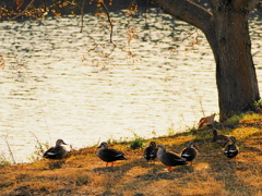 木陰の鴨