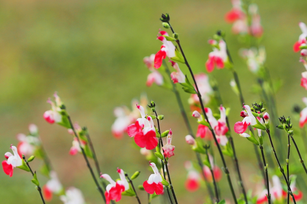 可憐な花