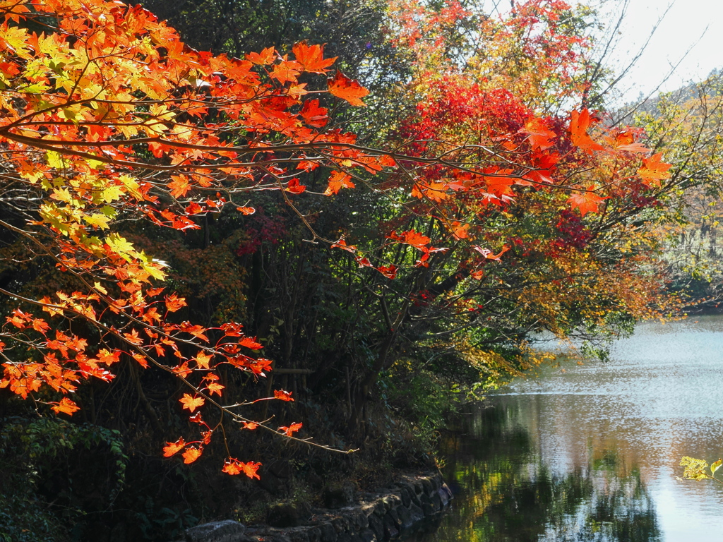 岸辺の輝く紅葉