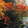 岸辺の輝く紅葉