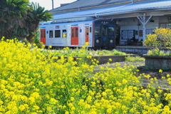 駅舎と菜の花