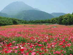 ポピー畑と平成新山～２