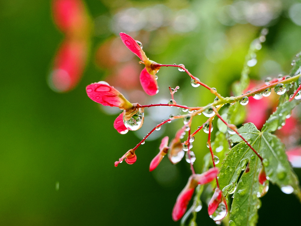 雨の春楓