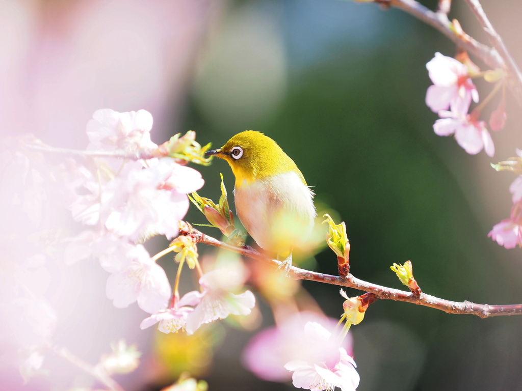 春の陽光の中で～３