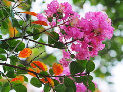 百日紅と色づく葉