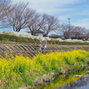 菜の花とユキヤナギの川辺