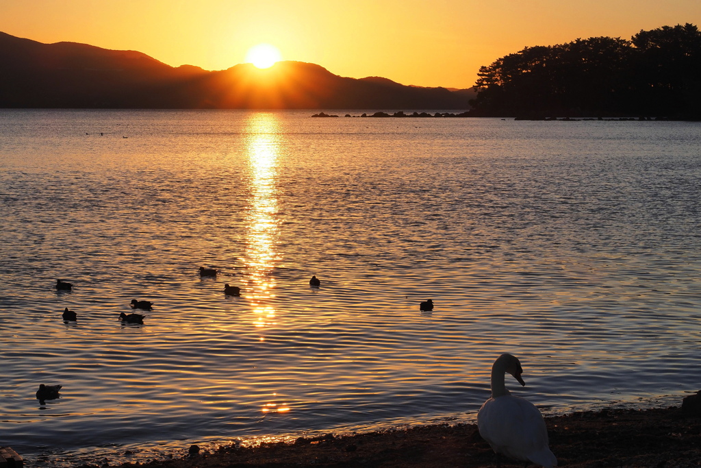 夕日と鳥達