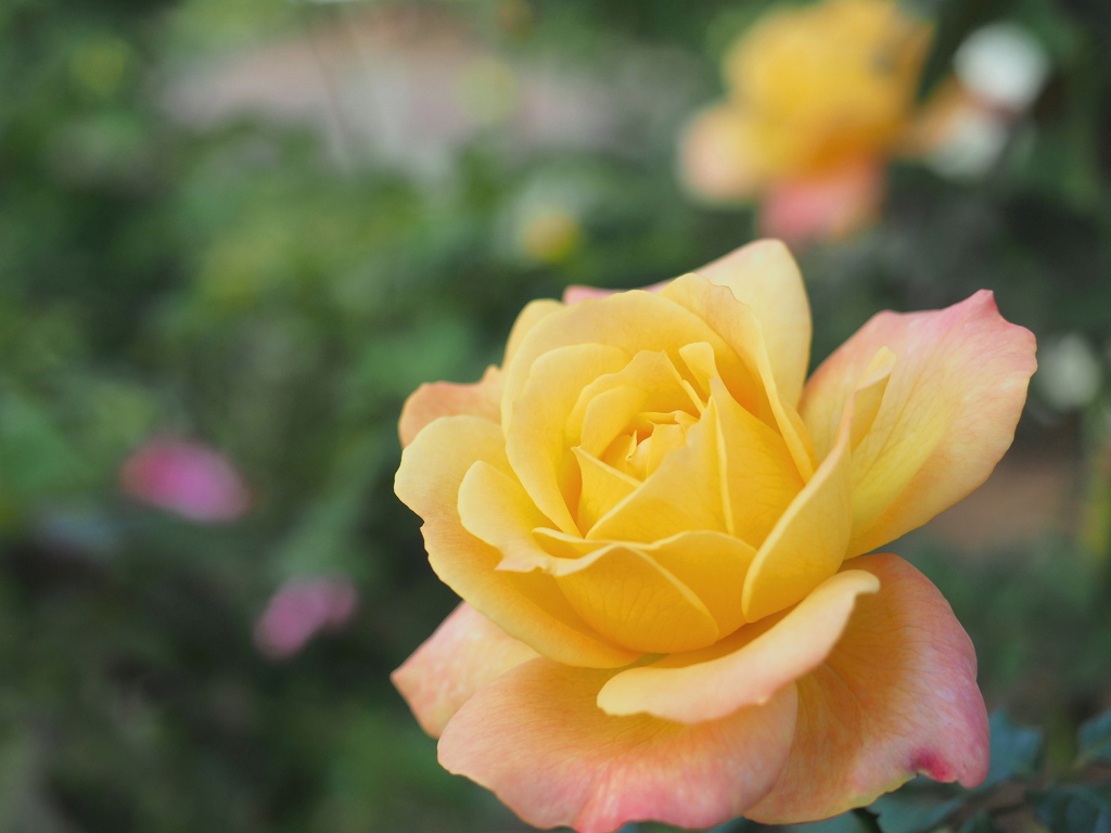11月の薔薇～４