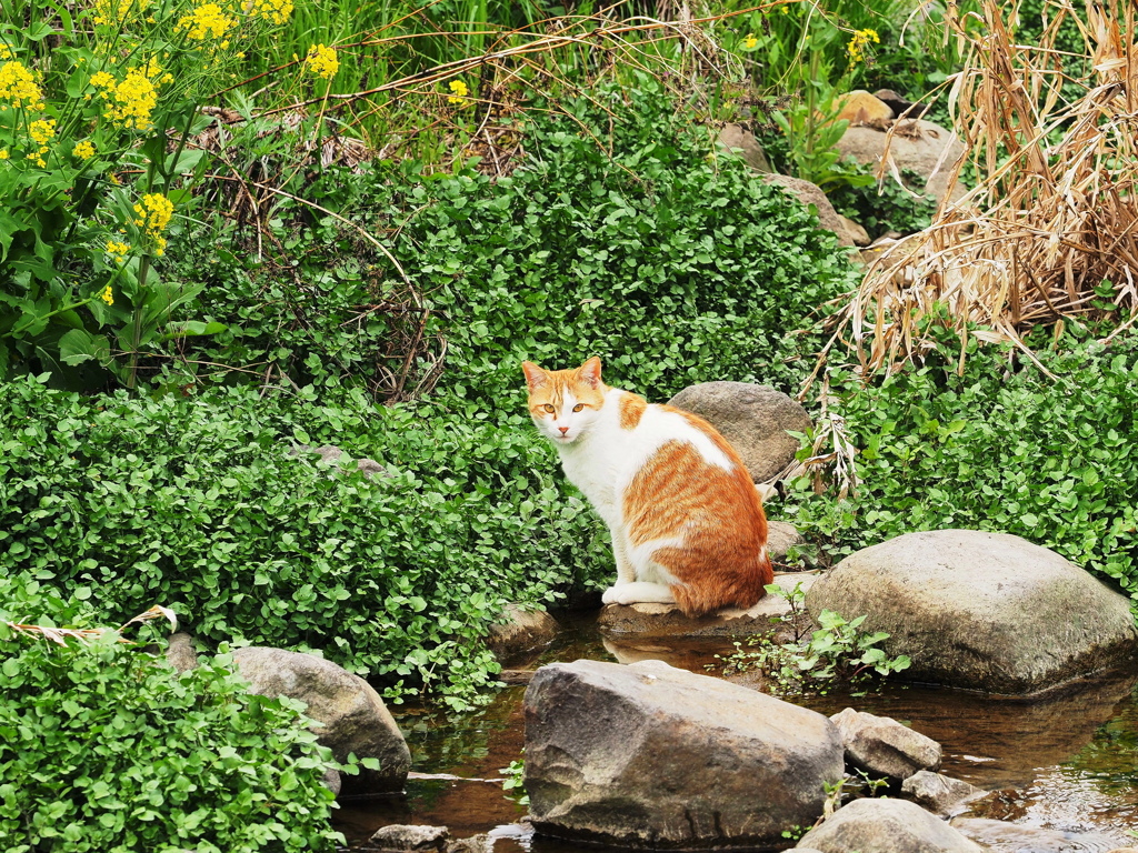 川辺の猫