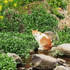 川辺の猫