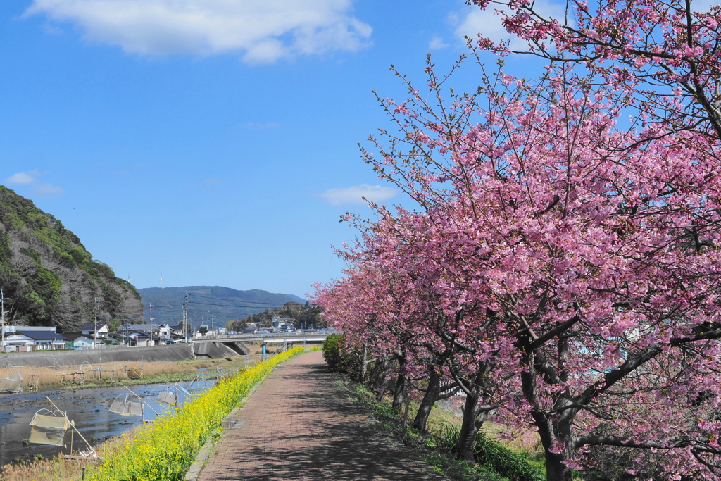 佐々川の春