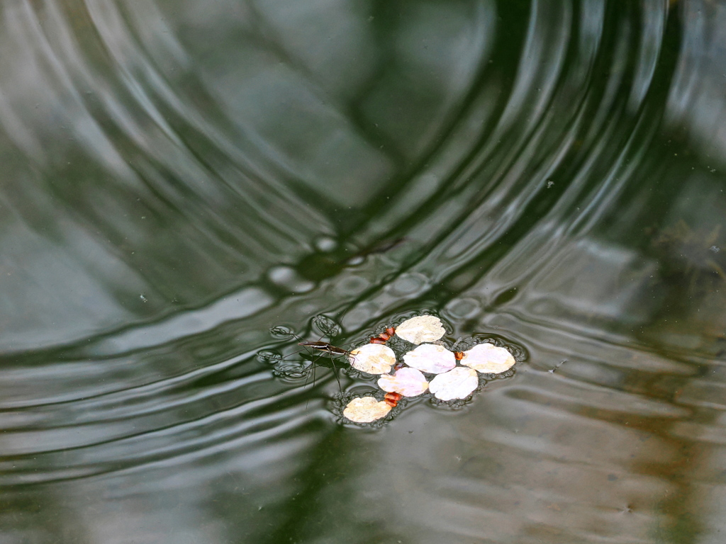 春雨の池