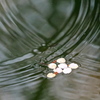 春雨の池