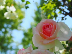 見上げる薔薇～１